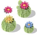 Cartoon round cactus set