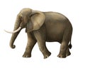 Cartoon scene with big elephant on white background safari Royalty Free Stock Photo
