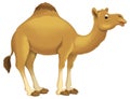 cartoon scene with camel like animal dromedary happy playing fun isolated illustration for children Royalty Free Stock Photo