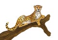 Cartoon scene with cheetah resting on tree on white background Royalty Free Stock Photo
