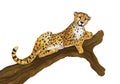 Cartoon scene with cheetah resting on tree on white background Royalty Free Stock Photo