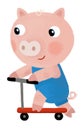 cartoon scene with farm pig boy child riding on scooter transportation illustration for children Royalty Free Stock Photo