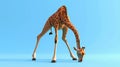 Cartoon scene of a giraffe attempting the downwardfacing dog pose but struggling to keep its long neck from toppling
