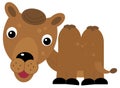 cartoon scene with happy camel dromedary safari isolated illustration for children Royalty Free Stock Photo