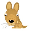 Cartoon scene with happy and funny kangaroo on white background Royalty Free Stock Photo