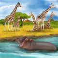 Cartoon scene with hippopotamus hippo swimming in river near the meadow and giraffes resting illustration for children Royalty Free Stock Photo