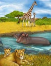 Cartoon scene with lions and hippopotamus hippo swimming in river near the meadow and giraffes resting - illustration for children Royalty Free Stock Photo