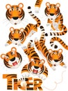 Cartoon scene with set of tigers on white background with sign name of animal