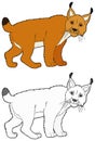 Cartoon scene with sketch with happy lynx wild cat - illustration