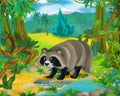 Cartoon scene - wild america animals - raccoon