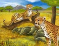 Cartoon scene with young cheetah resting on white background Royalty Free Stock Photo