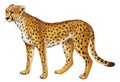 Cartoon scene with young cheetah resting on white background Royalty Free Stock Photo