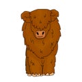 Cartoon Scottish small highland cow is standing on the ground, eyes are not visible because of thick fur. Animal is isolated on