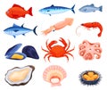 Cartoon seafood collection vector flat illustration. Set red and white fish, tilapia, squid, salmon