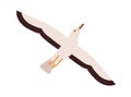Cartoon seagull take off straighten wings vector flat illustration. Colorful marine bird flying enjoying freedom Royalty Free Stock Photo