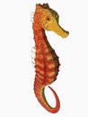 Cartoon seahorse