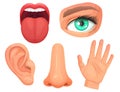 Cartoon sensory organs. Senses organs, eyes vision, nose smell, tongue taste buds, skin touch and hearing ears vector Royalty Free Stock Photo