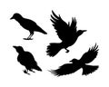 Cartoon set of black halloween holiday silhouette elements of crows on white background Royalty Free Stock Photo