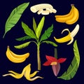 Cartoon set of sweet yellow bananas, green leaves and palm tree. Colorful tropical fruit icons. Natural botanical