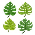 Cartoon set of tropical leaves Monstera. Design element. Vector illustration isolated on a white background.