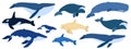 Cartoon set of whales. Beluga, killer whale, humpback whale, cachalot, blue whale, dolphin, bowhead, southern right Royalty Free Stock Photo