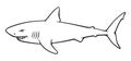cartoon shark great white pointer outline