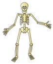 Cartoon Skeleton