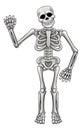 Cartoon Skeleton