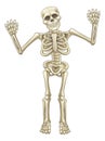 Cartoon Skeleton Character