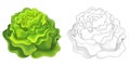 Cartoon sketch scene vegetable lettuce salad illustration