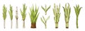 Cartoon sketch sugar canes, isolated cane with leaves. Raw sweet ingredients, nature food elements. Vector organic Royalty Free Stock Photo