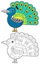 Cartoon sketchbook asian animal bird peacock on white background illustration