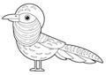 Cartoon sketchbook asian animal bird pheasant on white background illustration