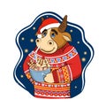 Cartoon smiling bull wearing a bright scandinavian sweater and a santa hat holding cup of cocoa or cappuccino. Ox on star Royalty Free Stock Photo