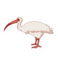 Cartoon smiling Ibis Royalty Free Stock Photo