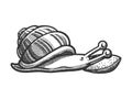 cartoon snail sleep on pillow sketch vector