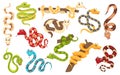 Cartoon snakes in various poses. Anaconda mascot, cute snake and funny tropical reptile vector characters set Royalty Free Stock Photo