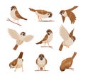 Cartoon sparrows. Wild funny animals flying brown birds moving chirp characters exact vector pictures set cute birds