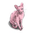 Cartoon sphynx cat on the white background.