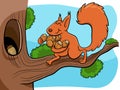 cartoon squirrel carrying acotns to the hollow Royalty Free Stock Photo