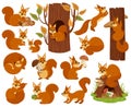 Cartoon squirrel woodland animal character, sleeping, jumping, playing. Forest wild nimble squirrel vector illustration set. Cute Royalty Free Stock Photo