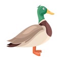 Cartoon standing colored duck in flat style. Floating bird. Male duck with green feathers. Simple clipart for product Royalty Free Stock Photo