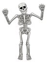 Cartoon Standing Skeleton