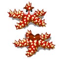 Cartoon starfish red with prickly thorns isolated on white background. Vector cartoon close-up illustration. Royalty Free Stock Photo