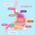Cartoon stomach structure