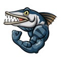 Cartoon strong angry barracuda fish mascot Royalty Free Stock Photo