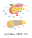 Cartoon Structure of a Pancreatic Gland. Vector