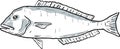 Blueline tilefish Fish Gulf of Mexico Cartoon Drawing Royalty Free Stock Photo