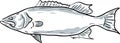 scamp Fish Gulf of Mexico Cartoon Drawing