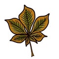 Cartoon style drwaing of a single chestnut leaf in autumn colors